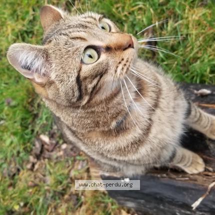 Photo de chat perdu à Beaulieu