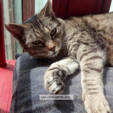 Photo 1/1 Lottie Chat perdu à Le relecq kerhuon