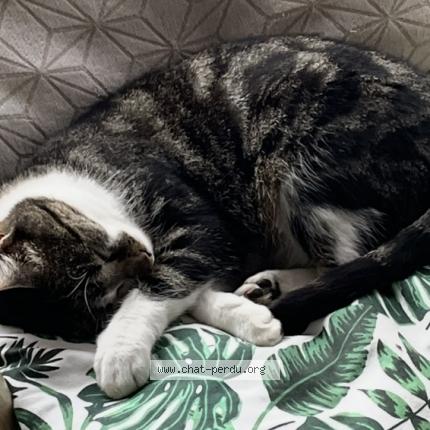 Photo 1/1 Chat retrouvé Perdu à Ballancourt Sur Essonne