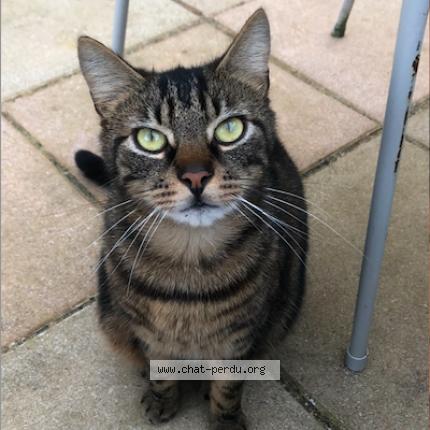 Photo 1/1 Goulash Chat perdu à L isle sur la sorgue