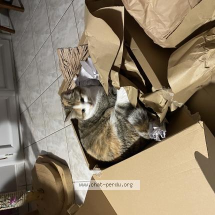 Photo 1/1 Lis Chat perdu à Frontignan