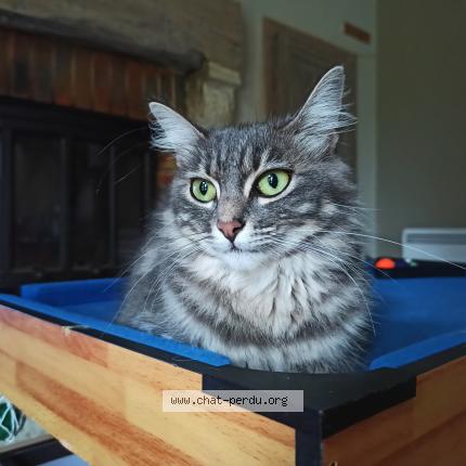 Photo 1/1 Maya Chat perdu à Navailles angos