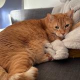 Photo de chat perdu à Saint Arnoult En Yvelines