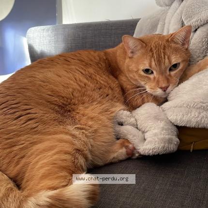 Photo 1/1 Chat retrouvé Perdu à Saint arnoult en yvelines