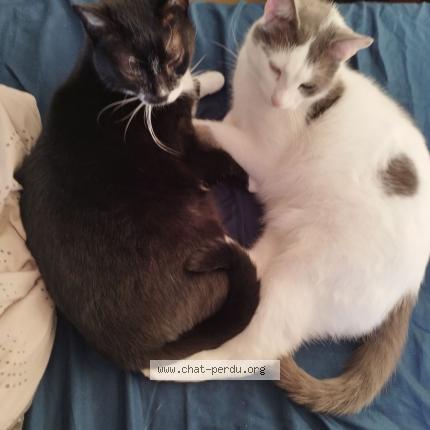 Photo de chat perdu à Pleyben