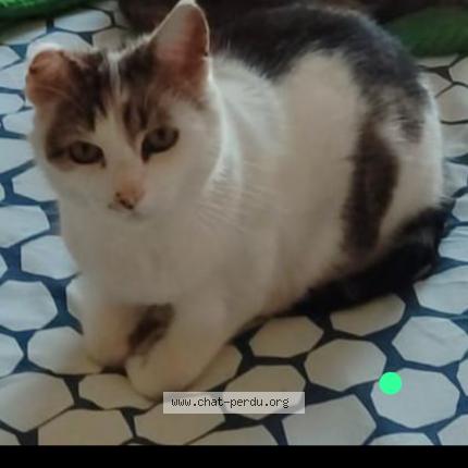 Photo 1/1 Gribouille Chat perdu à Commentry