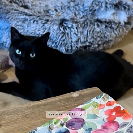 Photo 1/1 Réglisse Chat perdu à Saint laurent de la pree