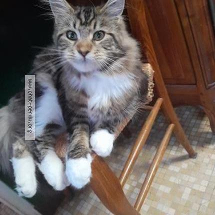 Photo 1/1 Upsilon Chat perdu à Poligny