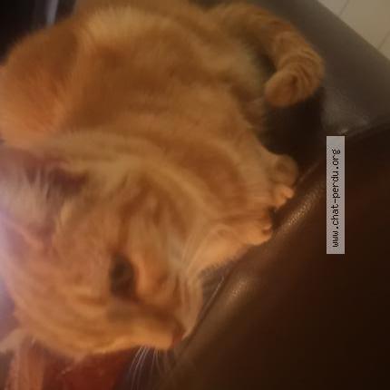 Photo de chat perdu à Bruz