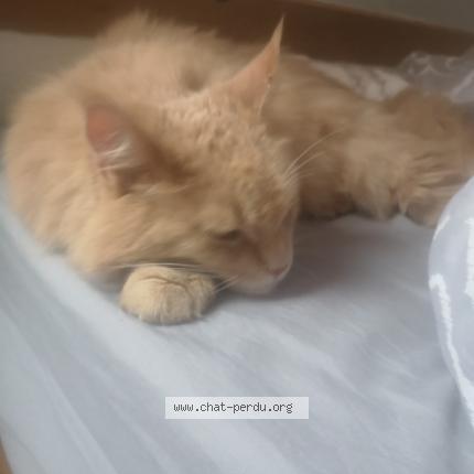 Photo 2/2 Chat retrouvé Perdu à Bruz