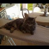 Photo de chat perdu à St Lubin Des Joncherets