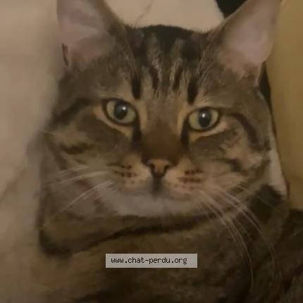 Photo 1/1 Sans nom Chat perdu à Fives