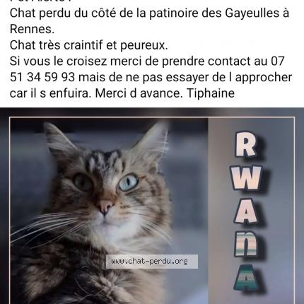 Photo 1/3 Chat retrouvé Perdu à Rennes