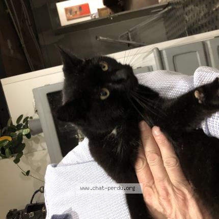 Photo 1/1 Chat retrouvé Perdu à La Baule