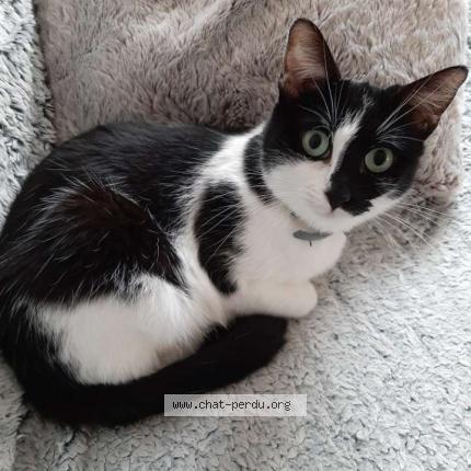 Photo de chat perdu à Troyes