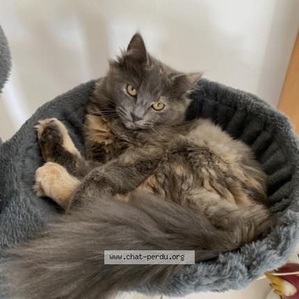 Photo 1/1 Chat retrouvé Perdu à Villers sur coudun 60150