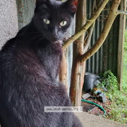 Photo 1/1 Marcelle Chat perdu à Chauve