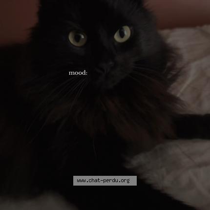 Photo 1/1 Mia Chat perdu à Marcilly sur eure