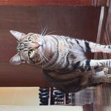 Photo de chat perdu à Lima San Miguel