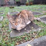 Photo de chat perdu à Singapore