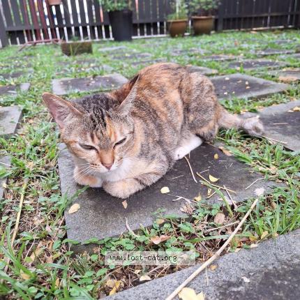 Photo 1/1 Aburi Chat perdu à Singapore