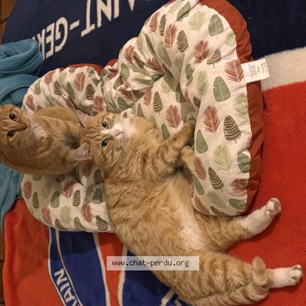 Photo 1/1 Tigrou Chat perdu à Castelsarrasin