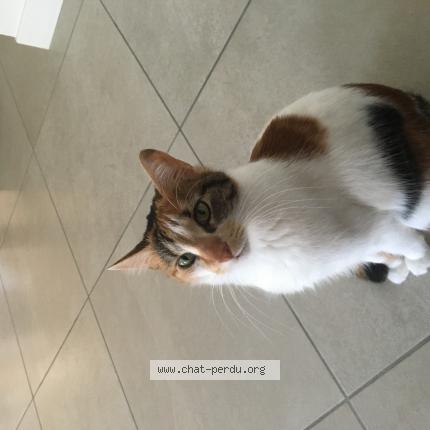 Photo de chat perdu à Gradignan