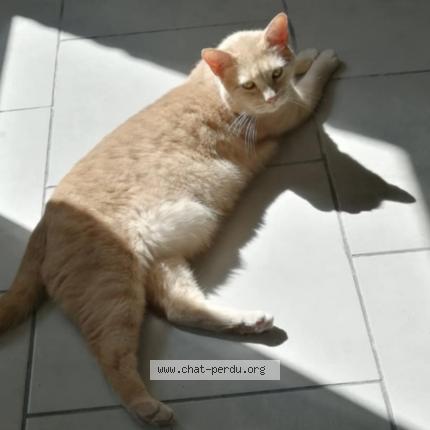 Photo 1/1 Calin Chat perdu à Caudry