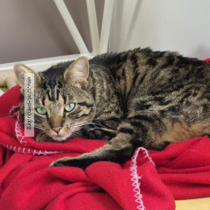 Photo 1/1 Indi Chat perdu à Allonne