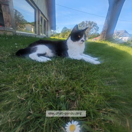 Photo 1/1 Mimi Chat perdu à Garindein