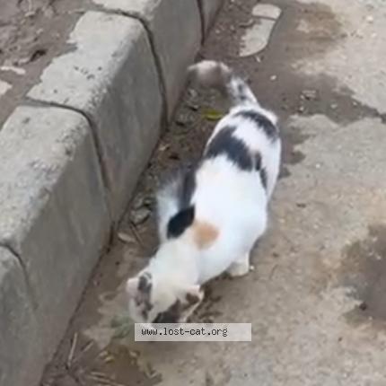 Photo 1/1 Chat trouvé Trouvé à Islamabad