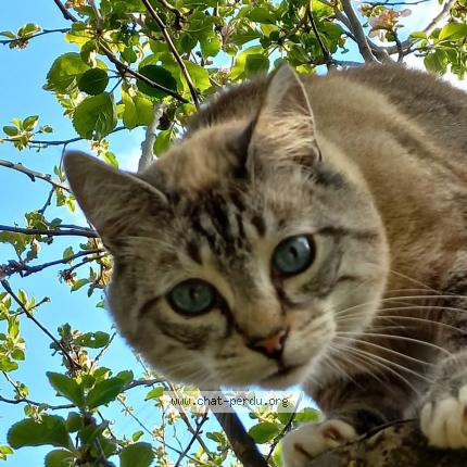 Photo 1/1 AKIRA Chat perdu à Cordemais