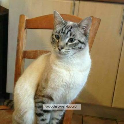 Photo 1/1 Chat retrouvé Perdu à Soumont Saint Quentin