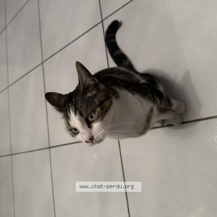 Photo 1/1 Chat retrouvé Perdu à Saint Malo De Guersac