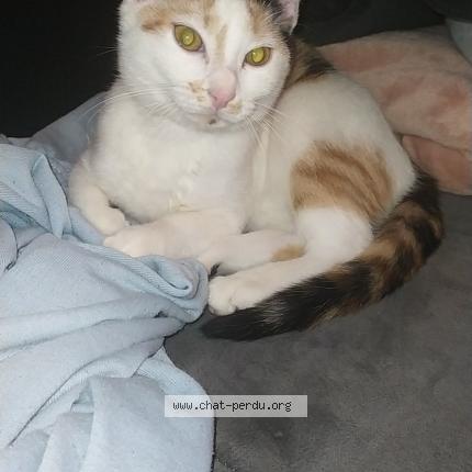 Photo de chat perdu à Champigny Sur Marne