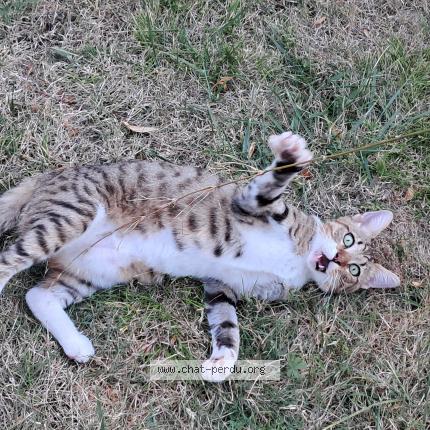 Photo 1/3 Chat trouvé Trouvé à Villars les bois