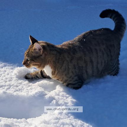 Photo 3/3 Chat trouvé Trouvé à Villars les bois