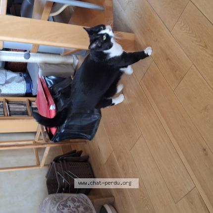 Photo de chat trouvé à 92100 Boulogne Billancourt