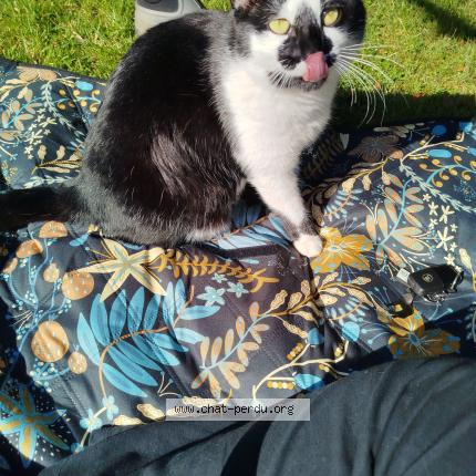 Photo 1/1 Néo Chat perdu à Plonevez du faou