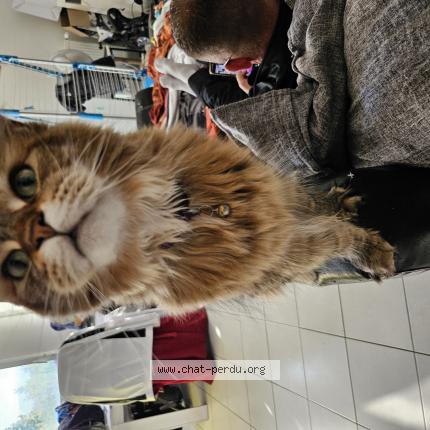 Photo 1/1 Chat retrouvé Perdu à Chavagne