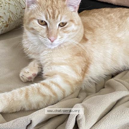 Photo de chat perdu à Ozoir La Ferriere