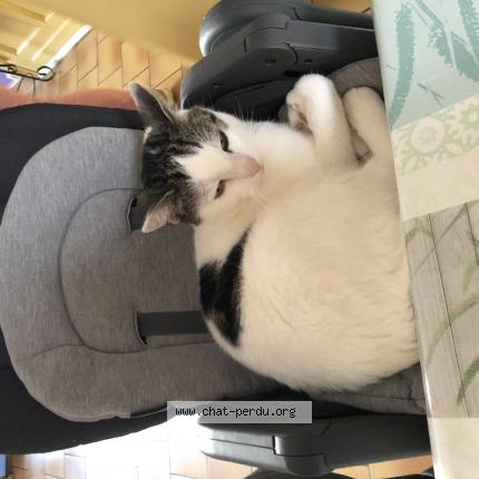 Photo 1/1 Fripon Chat perdu à Croix