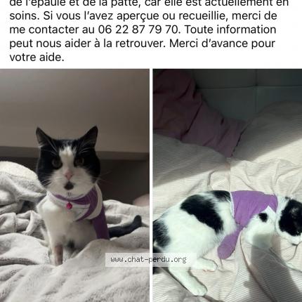 Photo de chat perdu à Sannois