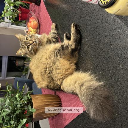 Photo 1/1 Chat retrouvé Perdu à Hurtigheim