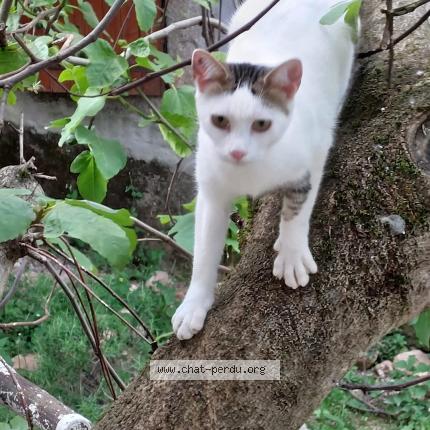 Photo 1/1 Bambou Chat perdu à Castres