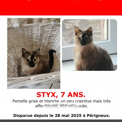 Photo de chat perdu à Perigneux