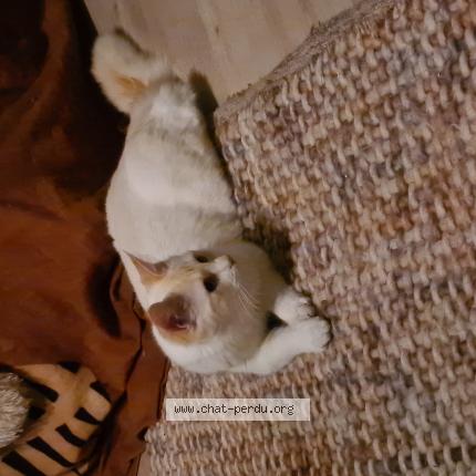 Photo 1/1 Chat retrouvé Perdu à Rennes