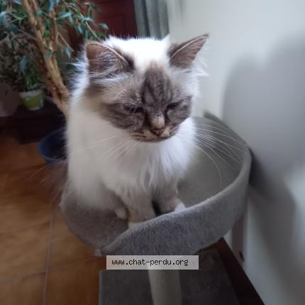 Photo 1/1 Chat retrouvé Perdu à Artenay