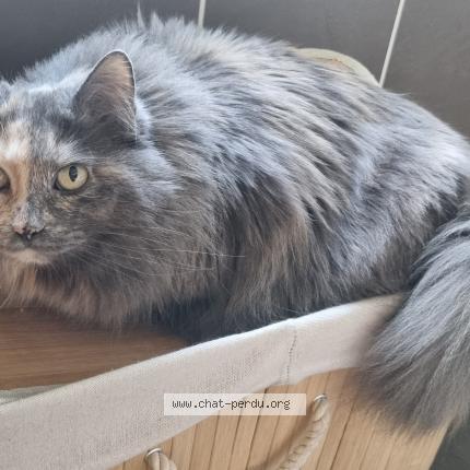 Photo de chat perdu à La Fouillouse