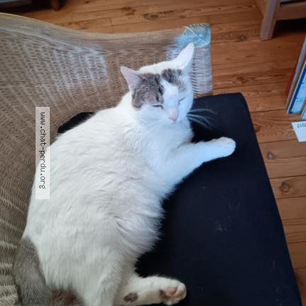 Photo 1/1 Timimoun Chat perdu à Toulouse